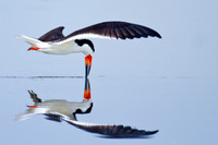 Black Skimmer