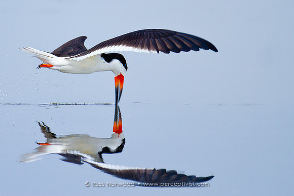 Black Skimmer
