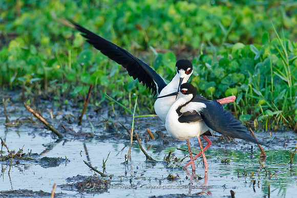 Black Necked Stilt Copulation Sequence