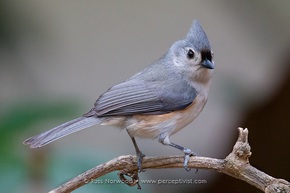 Tufted Titmouse