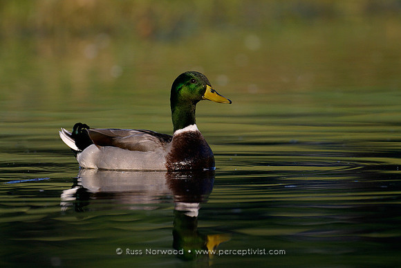 Mallard, Drake (male)
