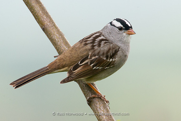 White Crowned Sparrow