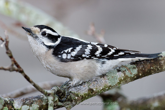 Downy Woodpecker, Female