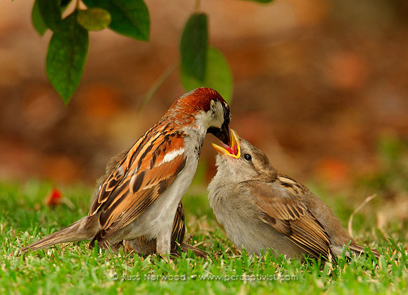 House Sparrow Feeding Young