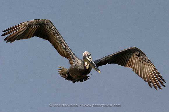 Pelican Hover