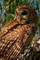 Barred Owl with Fire Ant