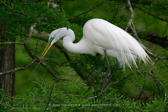 Nesting Great Egret