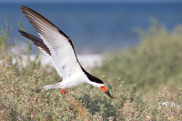 Black Skimmer Landing