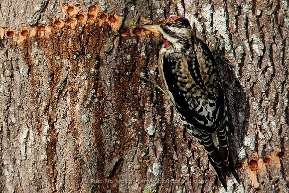 Yellow Bellied Sapsucker