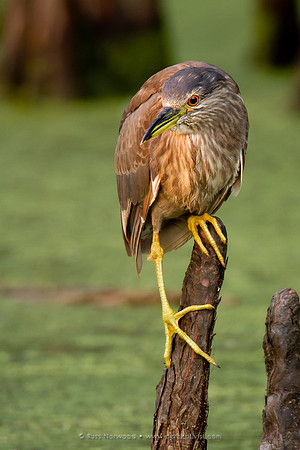 Black Crowned Night Heron Juvenile