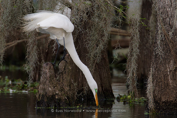 Great Egret Drinking