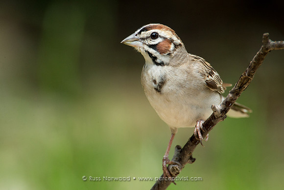 Lark Sparrow