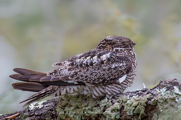 Common Nighthawk