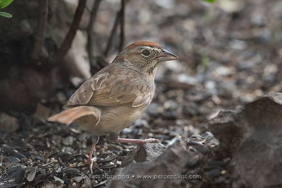 Rufous Crowned Sparrow