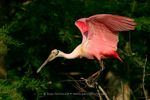 Roseate Spoonbill