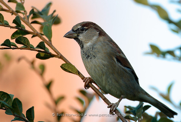 House Sparrow
