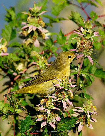 Yellow Warbler