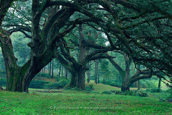 Live Oaks on a Rainy Morning