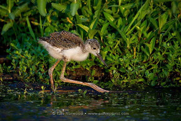 Black Necked Stilt Chick
