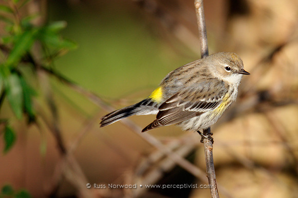 Yellow Rump Warbler