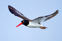 American Oystercatcher