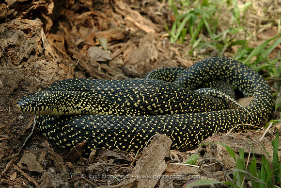 Speckled Kingsnake