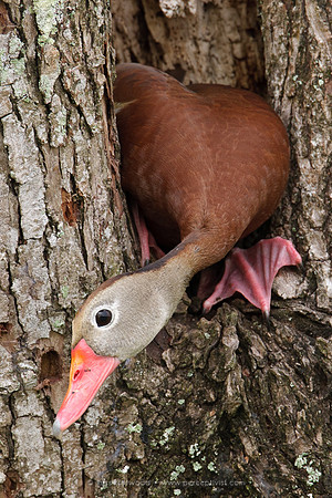 Female Tree Duck