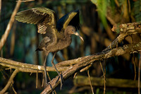 Juvenile White Faced Ibis