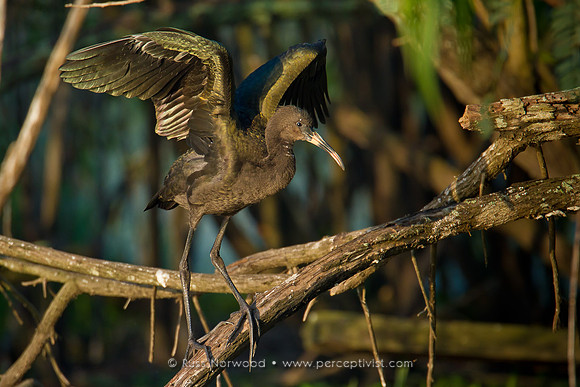 Juvenile White Faced Ibis