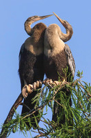 Anhinga