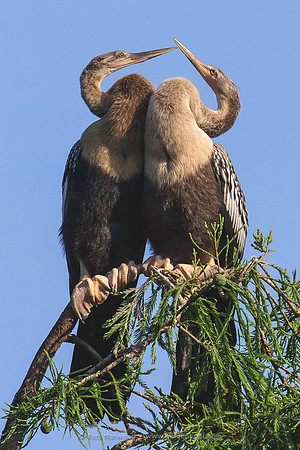 Anhinga