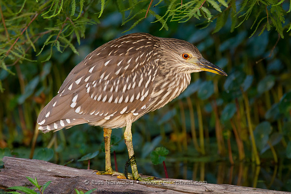Black Crowned Night Heron Juvenile