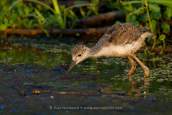 Black Necked Stilt Chick
