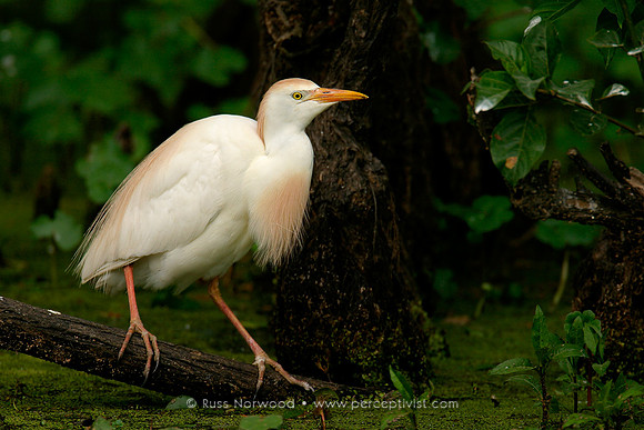 Cautious Cattle Egret