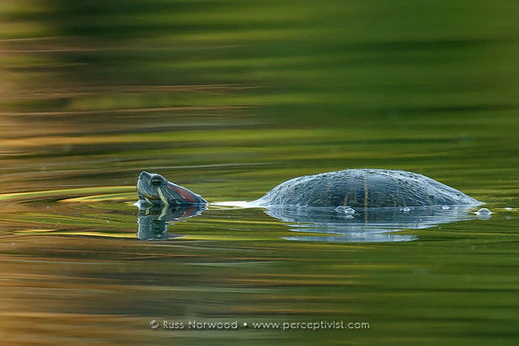 Red Eared Slider