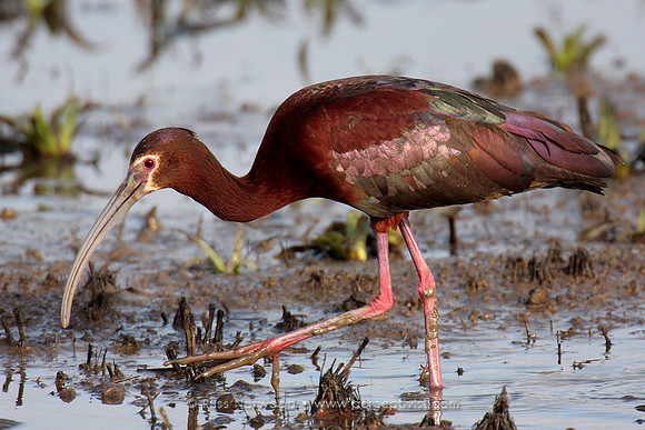 White Faced Ibis
