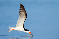Skimmer Skimming