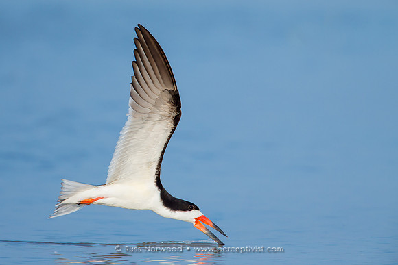 Skimmer Skimming