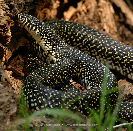 Speckled Kingsnake