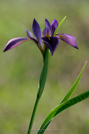 Wild Louisiana Iris