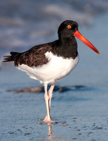 American Oystercatcher