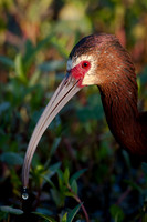 White Faced Ibis Portrait