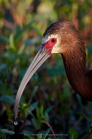 White Faced Ibis Portrait