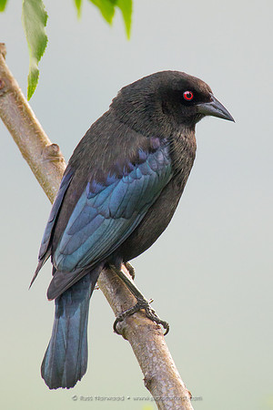 Bronzed Cowbird, Male