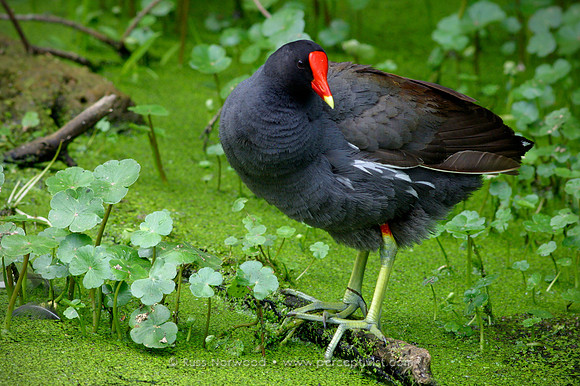 Moorhen