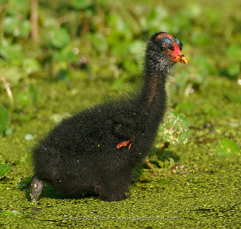 Juvenile Moorhen