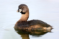 Pied Billed Grebe