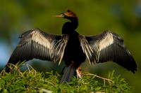 Devil Bird