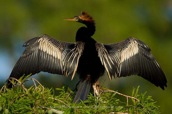 Devil Bird