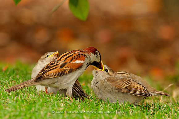 House Sparrow Feeding Young